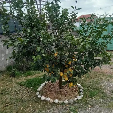 Gjeka * ספילה
